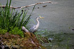 Graureiher_IMG_7D_00262 Graureiher - Vogelbeobachtung im Oppenheimer Wldchen