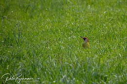 Gruenspecht2  Grünspecht im Schlosspark