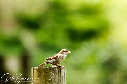 Haussperling  Haussperling