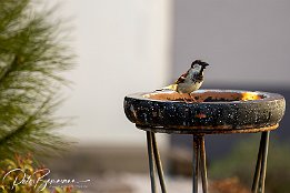 Haussperling IMG RP 02650  Ganz wichtig, sollte in keinem Garten fehlen - eine Vogeltränke! Haussperling an der Vogeltränke