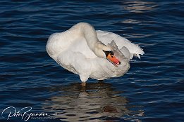 Höckerschwan  Höckerschwan