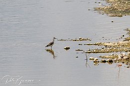 Gruenschenkel_I7D_21252 Grnschenkel