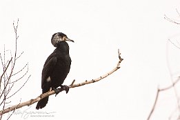 Kormoran  Kormoran