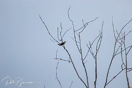 Kuckuck IMG 7D 01071  Und zu guter letzt - endlich mal ein Kuckuck vor der Linse gehabt, der herrlich seinen Gesang hinaus schallen ließ und für die Kamera posierte.