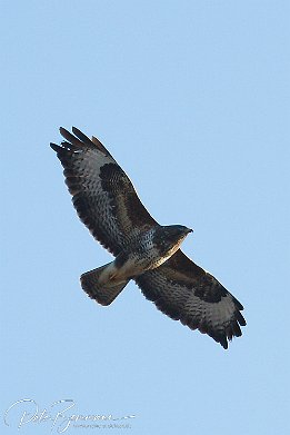 Mäusebussard  Mäusebussard