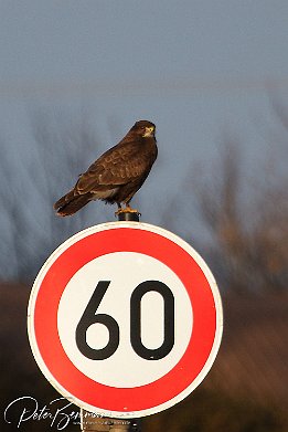 Mäusebussard  Mäusebussard
