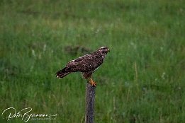 Maeusebussard IMG 7D 01514  Mäusebussard - zum Ende meiner Rad- und Fototour heute abend konnte ich nochmal die Technik der Canon EOS 7d mk II voll ausschöpfen. Die Fotos entstanden um ca. 21:30 Uhr, das war schon einige Zeit nach Sonnenuntergang.