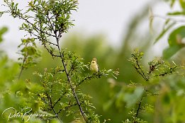 Orpheusspoetter (Jungvogel) IR6 10720  Orpheusspötter (Jungvogel)