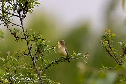 Orpheusspoetter (Jungvogel) IR6 10721-2  Orpheusspötter (Jungvogel)