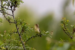 Orpheusspoetter (Jungvogel)_IR6_10721-2 Orpheussptter (Jungvogel)