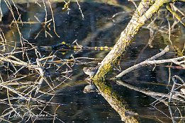 Rohrammer I7D 25867  Rohrammer