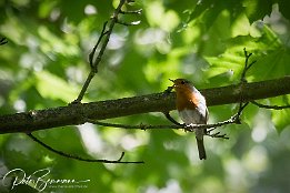 Rotkehlchen IMG 56499  Rotkehlchen - ich hörte lange Zeit nur den herrlichen Gesang, bis ich dann den kleinen Vogel doch noch im Geäst sah und fotografieren konnte.