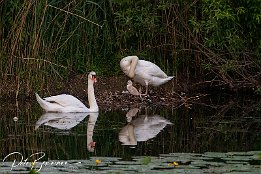 Schwan IMG 7D 01505  Schwanenfamilie - der Nachwuchs ist geschlüpft. Allerdings sah ich nur ein Küken. Ob das Gelege wirklich nur aus einem Ei bestand, noch weitere schlüpfen müssten oder ob andere irgendwelchen Räubern zum Opfer gefallen sind?!? Hinweis:  aufgenommen heute, 21:17 Uhr.