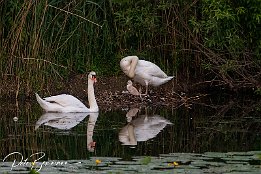 Schwan_IMG_7D_01505 Schwanenfamilie - der Nachwuchs ist geschlpft. Allerdings sah ich nur ein Kken. Ob das Gelege wirklich nur aus einem Ei bestand, noch weitere schlpfen...