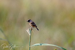 Schwarzkehlchen - maennlich I7D 21514  Schwarzkehlchen - männlich