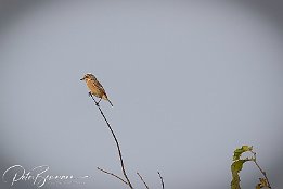 Schwarzkehlchen - weiblich IR6 17778  Schwarzkehlchen - weiblich