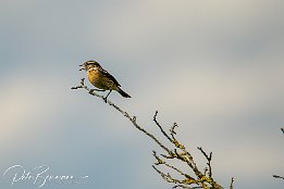 Schwarzkehlchen I7D 29145  Schwarzkehlchen