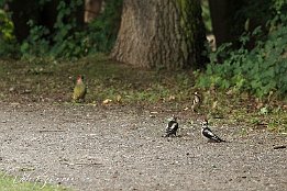 Spechte  Grünspecht (links), Mittelspechte (rechts)