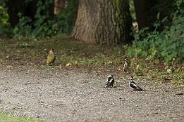 Spechte Grnspecht (links), Mittelspechte (rechts)