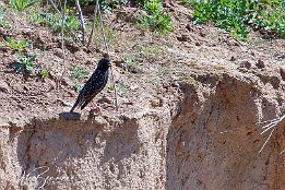 Star  Star / starling / Sturnus vulgaris