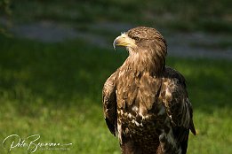 Steinadler  Steinadler