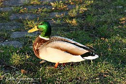 Stockente  Stockente