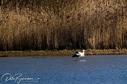 Storch  Storch