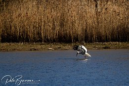 Stroch2  Storch