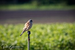 Turmfalke I7D 16270  Turmfalke