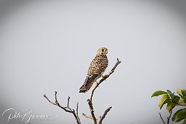 Turmfalke IR6 17845  Turmfalke