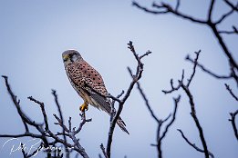 Turmfalke IR6 19474  Turmfalke