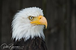 Weisskopf-Seeadler Weisskopf-Seeadler