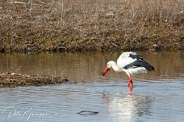 Weissstorch_I7D_12940 Weistorch