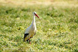 Weissstorch_I7D_28469 Weistorch