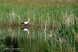 Weissstorch_IMG_56506 Der Storch schreitet auf Futtersuche durch das flache Wasser. Schade, ich htte gerne mal ein Foto, wenn er sich eine Beute schnappt. Kommt bestimmt aber auch...