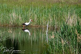 Weissstorch_IMG_56506 Der Storch schreitet auf Futtersuche durch das flache Wasser. Schade, ich htte gerne mal ein Foto, wenn er sich eine Beute schnappt. Kommt bestimmt aber auch...