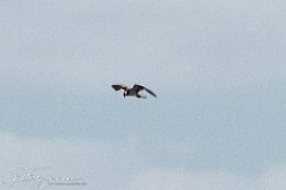 Adler auf der Jagd