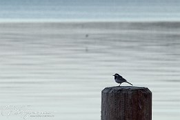 IMG 01785