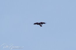 IMG 01873