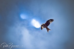 Vögel an den Mecklenburger Seen