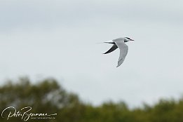 IMG 01897