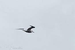 IMG 01898