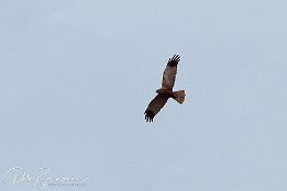IMG 01917