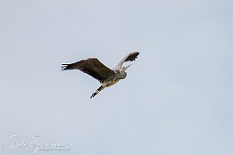 I7D 14627  Purpurreiher