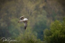 I7D 16089  Mittelmeermöwe