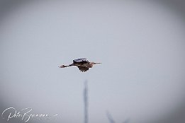 I7D 16248  Purpur-Reiher