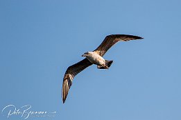 I7D 16311  Mittelmeermöwe