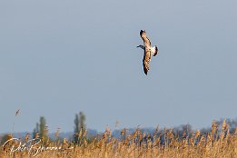 I7D 16317  Mittelmeermöwe