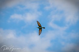 I7D 17015  Bienenfresser