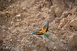 I7D 17054  Bienenfresser